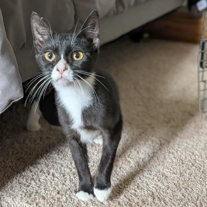 Enlarge Nike, a ADOPTABLE American Shorthair in Dubuque, IA image 2/3