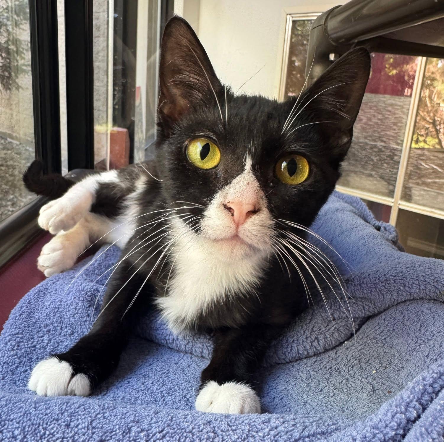 Nike, ADOPTABLE, Young Female American Shorthair.