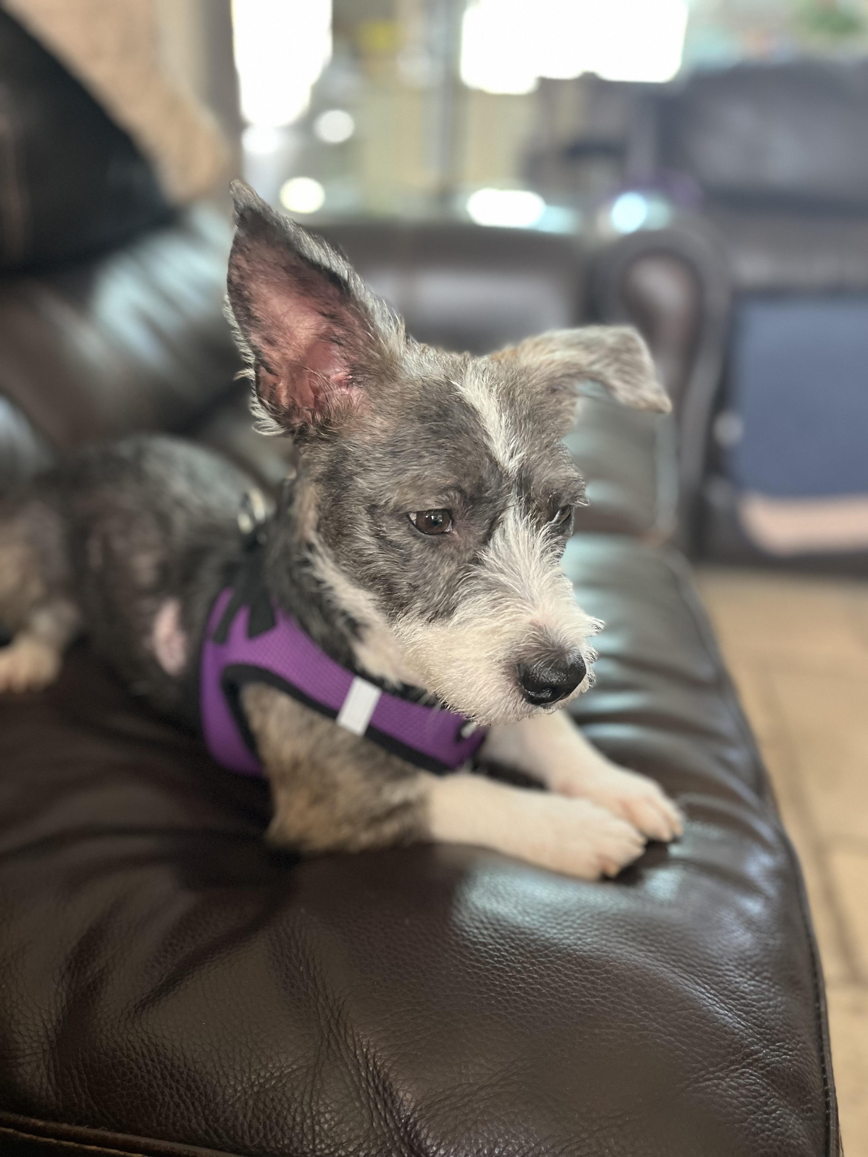 Kelly, Adoptable, Young Female Airedale Terrier & Dachshund.