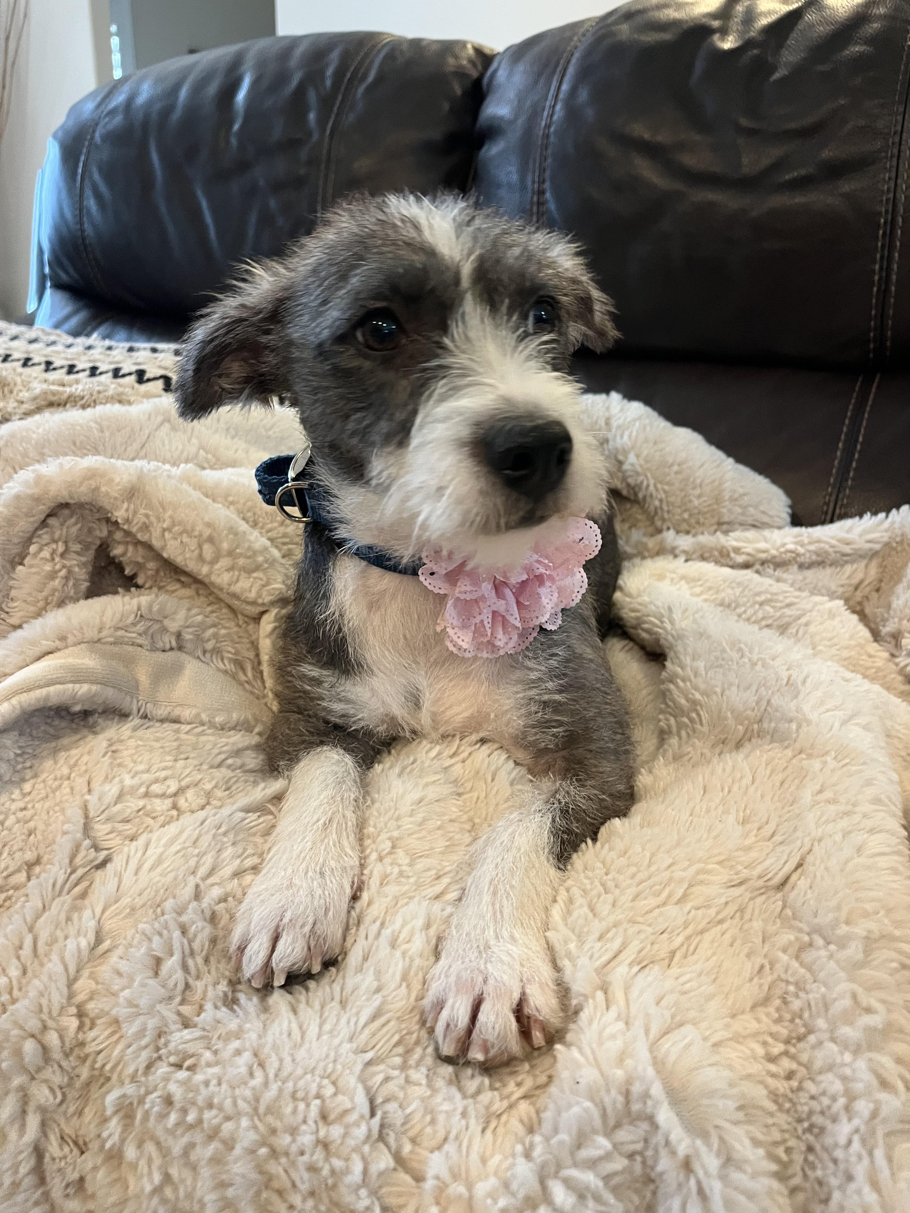 Enlarge Kelly, a Adoptable mixed breed in Poway, CA image 2/5