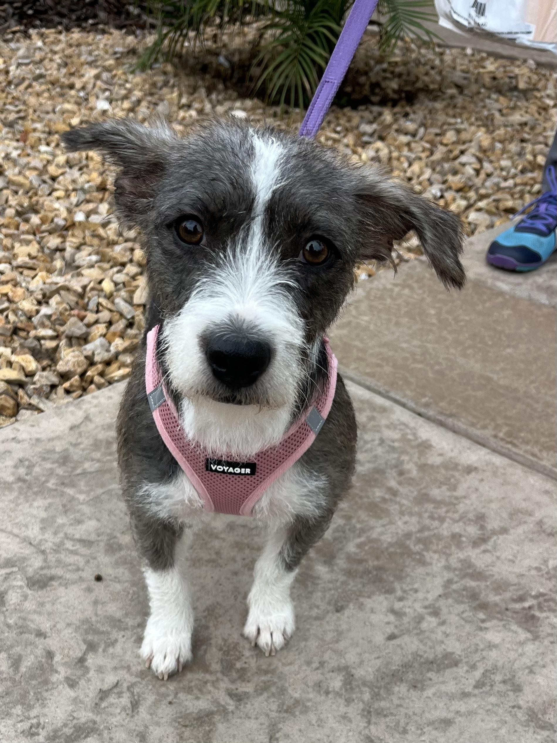 Enlarge Kelly, a Adoptable mixed breed in Poway, CA image 3/5