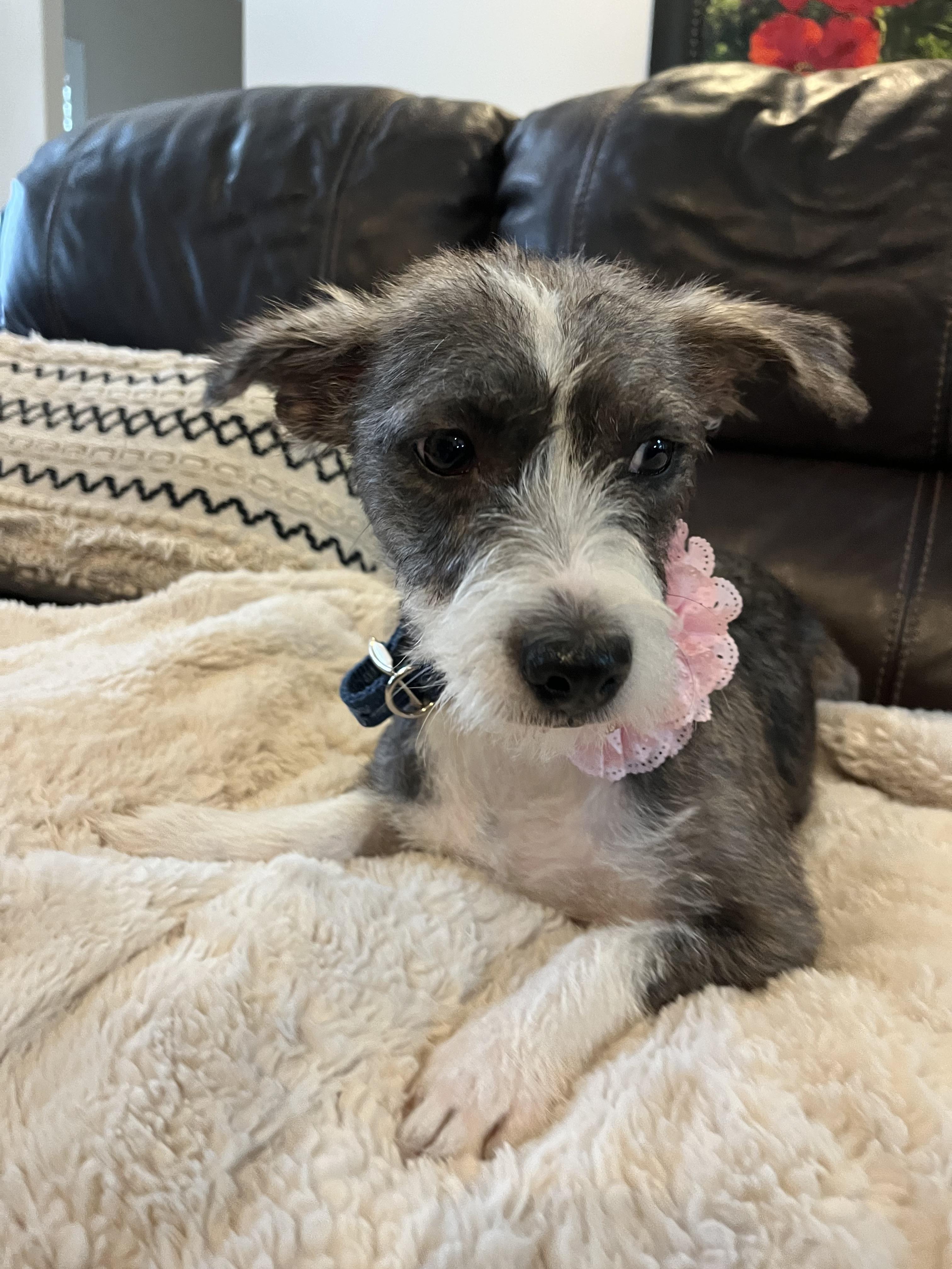 Enlarge Kelly, a Adoptable mixed breed in Poway, CA image 4/5