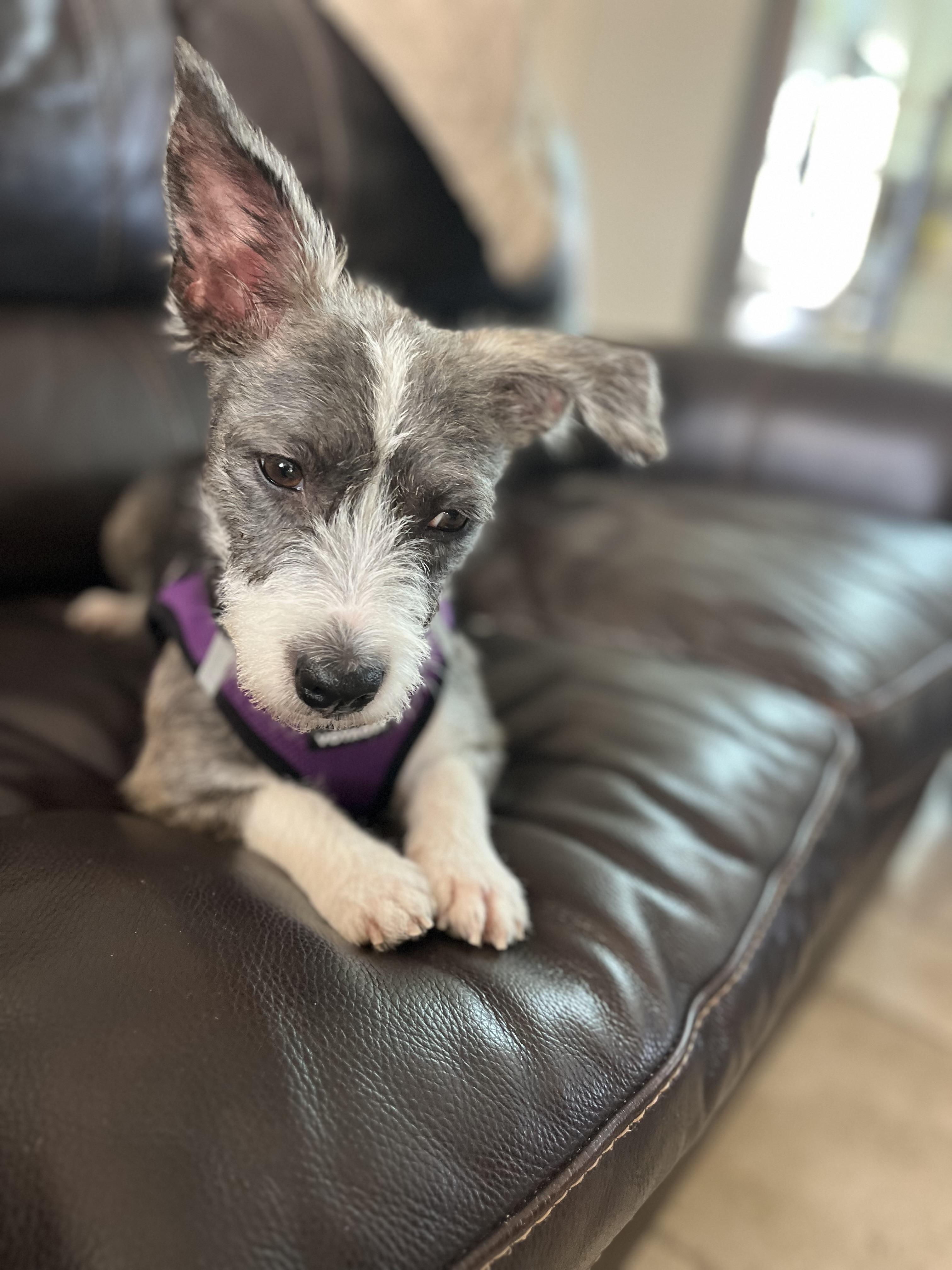 Enlarge Kelly, a Adoptable mixed breed in Poway, CA image 5/5