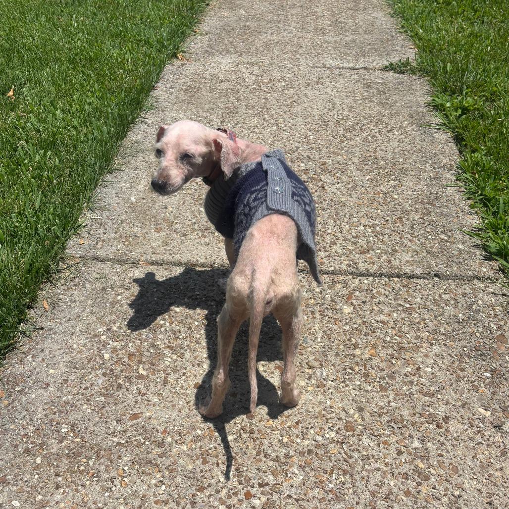 Sam, Adoptable, Senior Male Poodle (Toy).