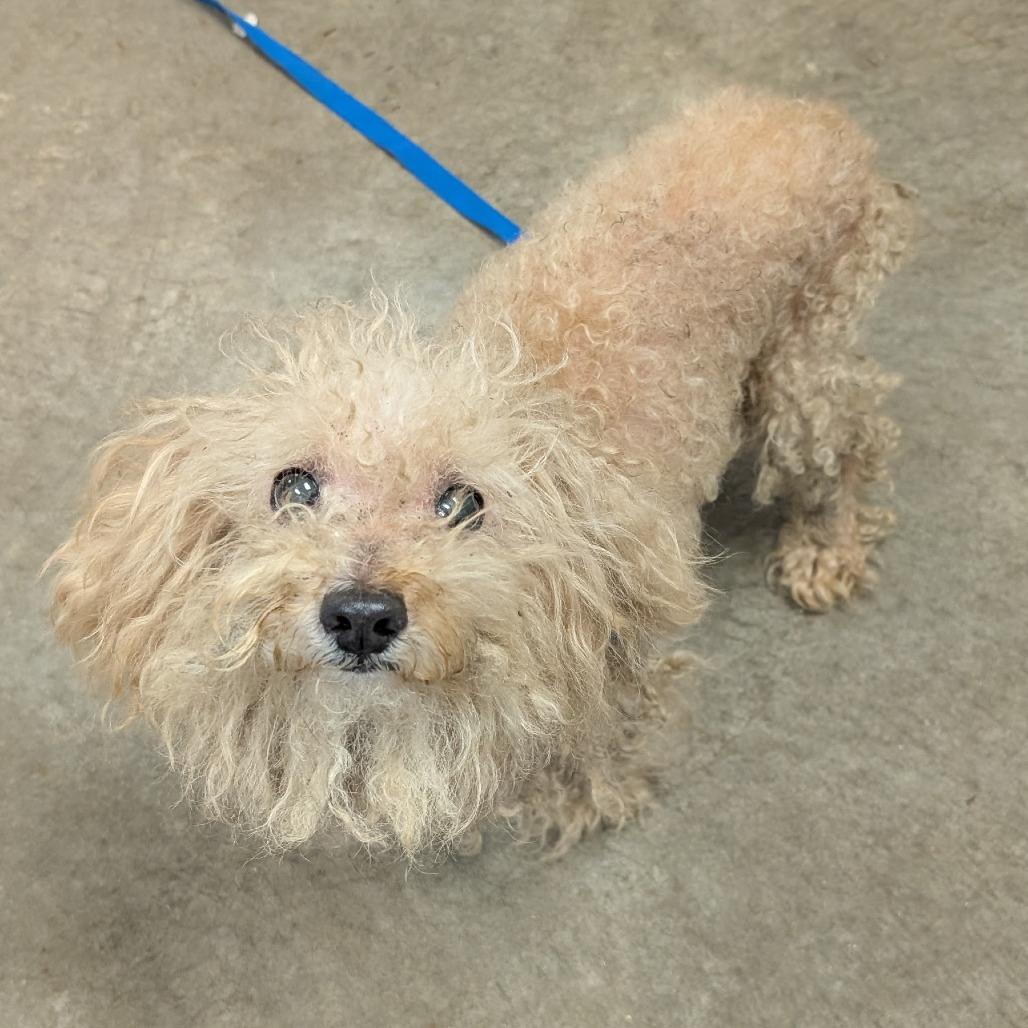 Sam, a Adoptable Poodle (Toy) in Emporia, KS image 2/5
