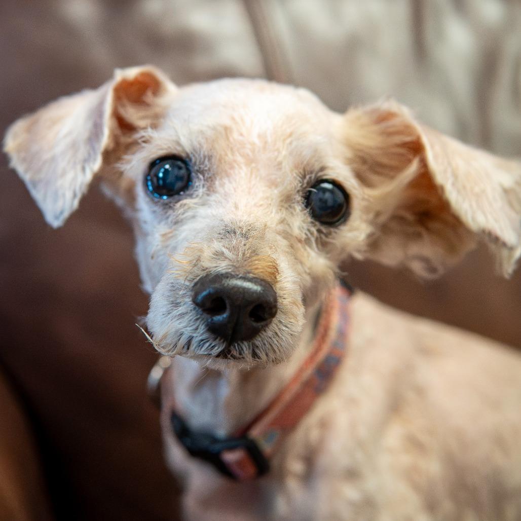 Sam, a Adoptable Poodle (Toy) in Emporia, KS image 4/5