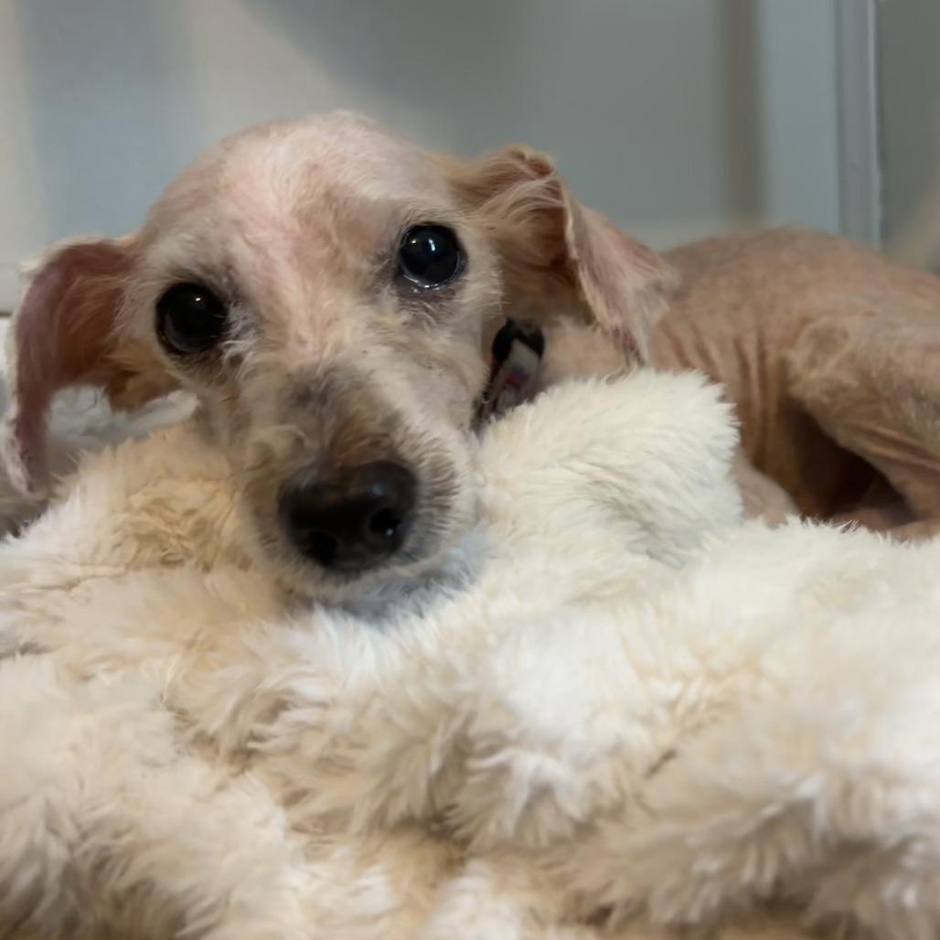 Sam, a Adoptable Poodle (Toy) in Emporia, KS image 5/5