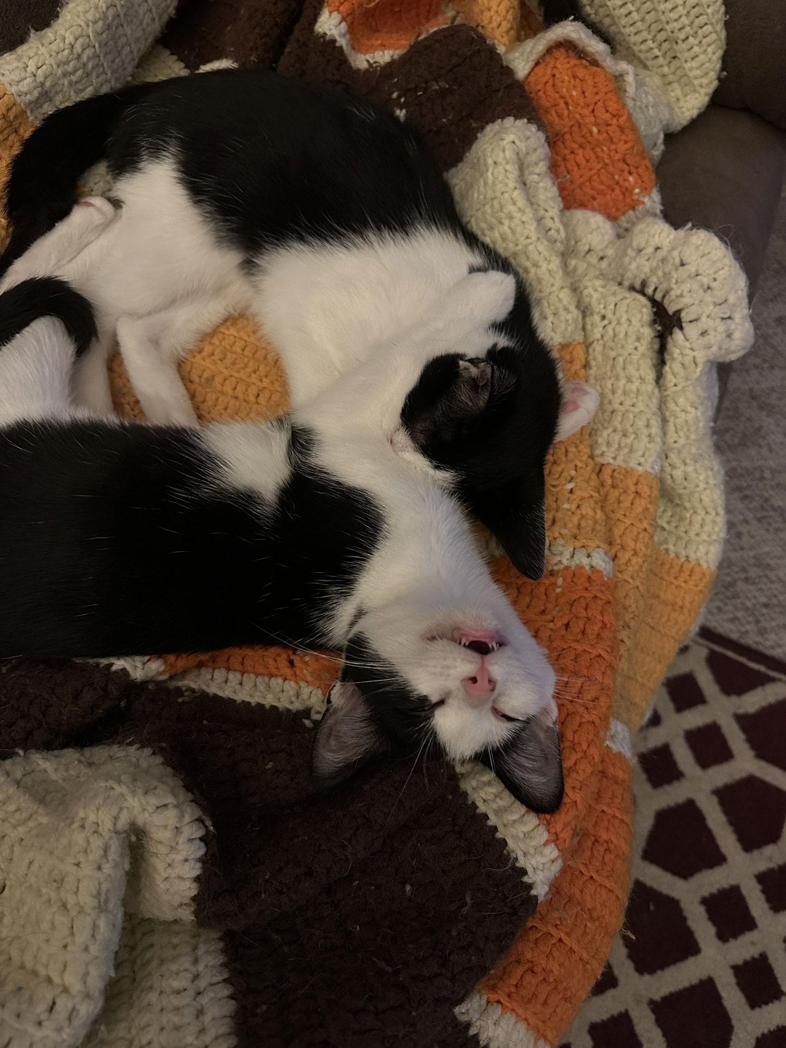 Enlarge Cherry, a Adopted Domestic Short Hair in Kohler, WI image 1/6