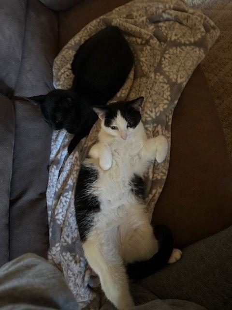 Enlarge Cherry, a Adopted Domestic Short Hair in Kohler, WI image 2/6