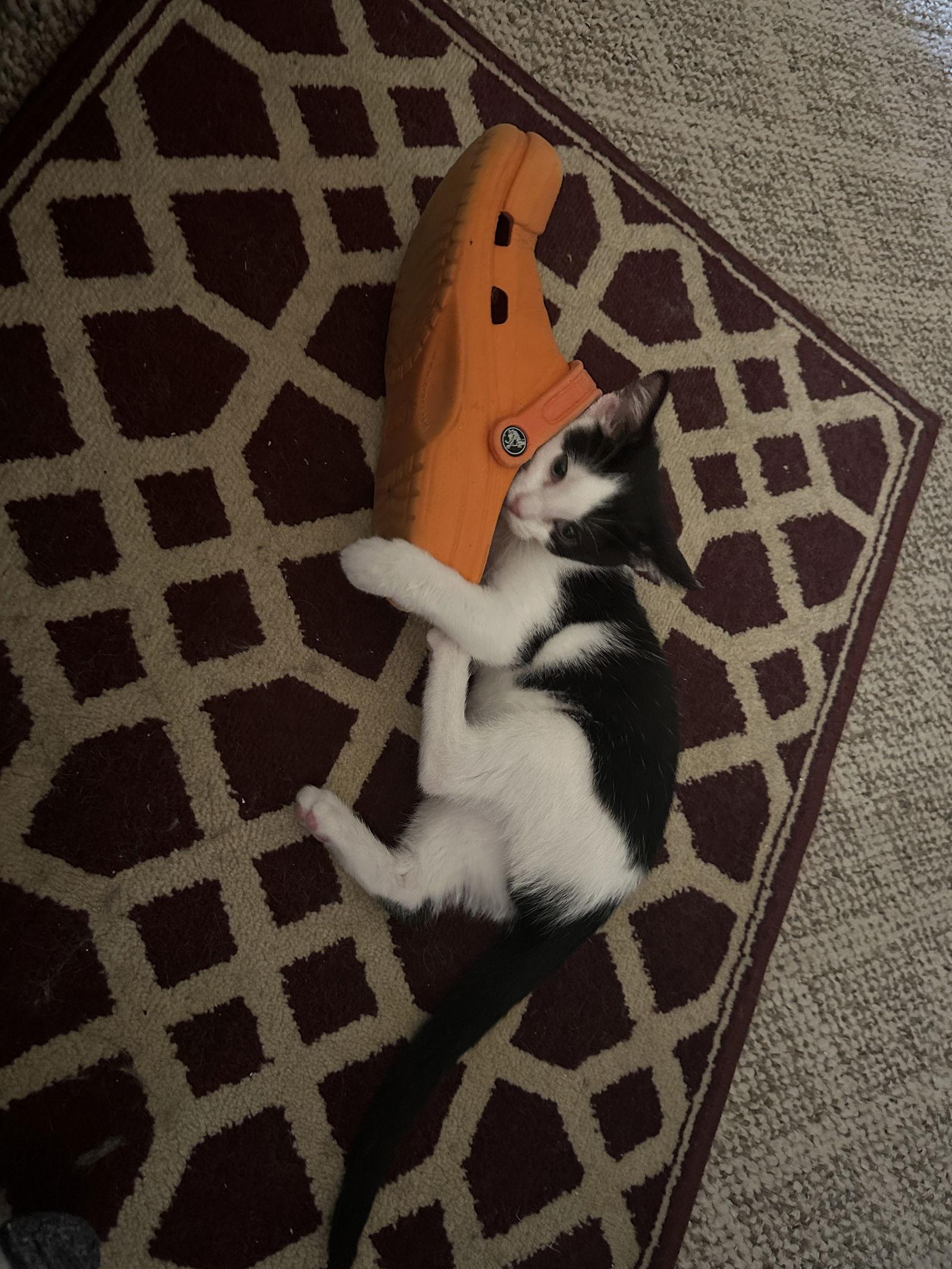 Enlarge Cherry, a Adopted Domestic Short Hair in Kohler, WI image 3/6