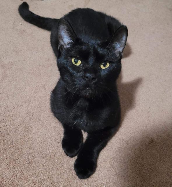 Enlarge Linkin, a Adoptable Bombay in Fayetteville, AR image 1/1