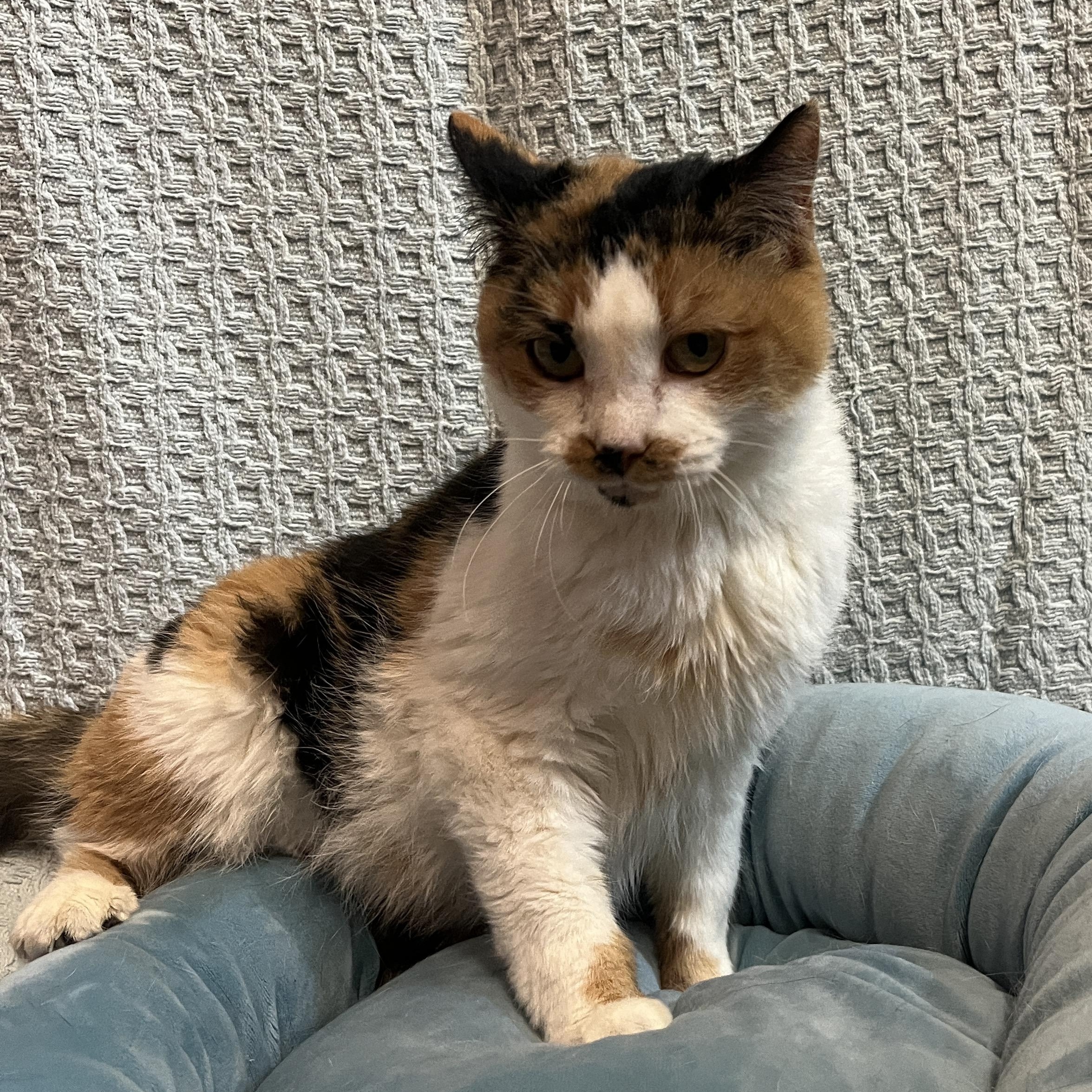 Robicheaux, Adoptable, Senior Female Calico.