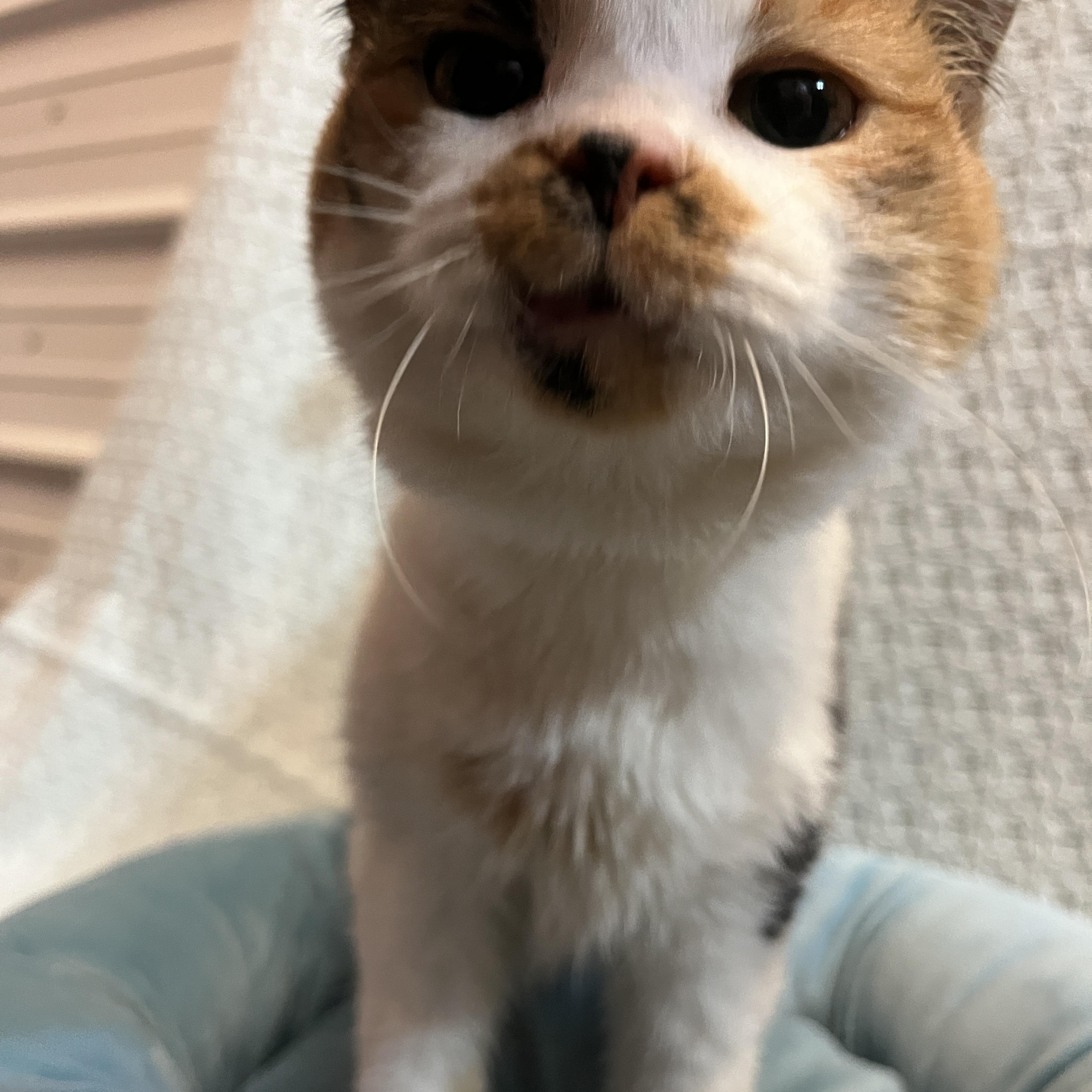 Enlarge Robicheaux, a Adoptable Calico in McKenzie, TN image 3/6