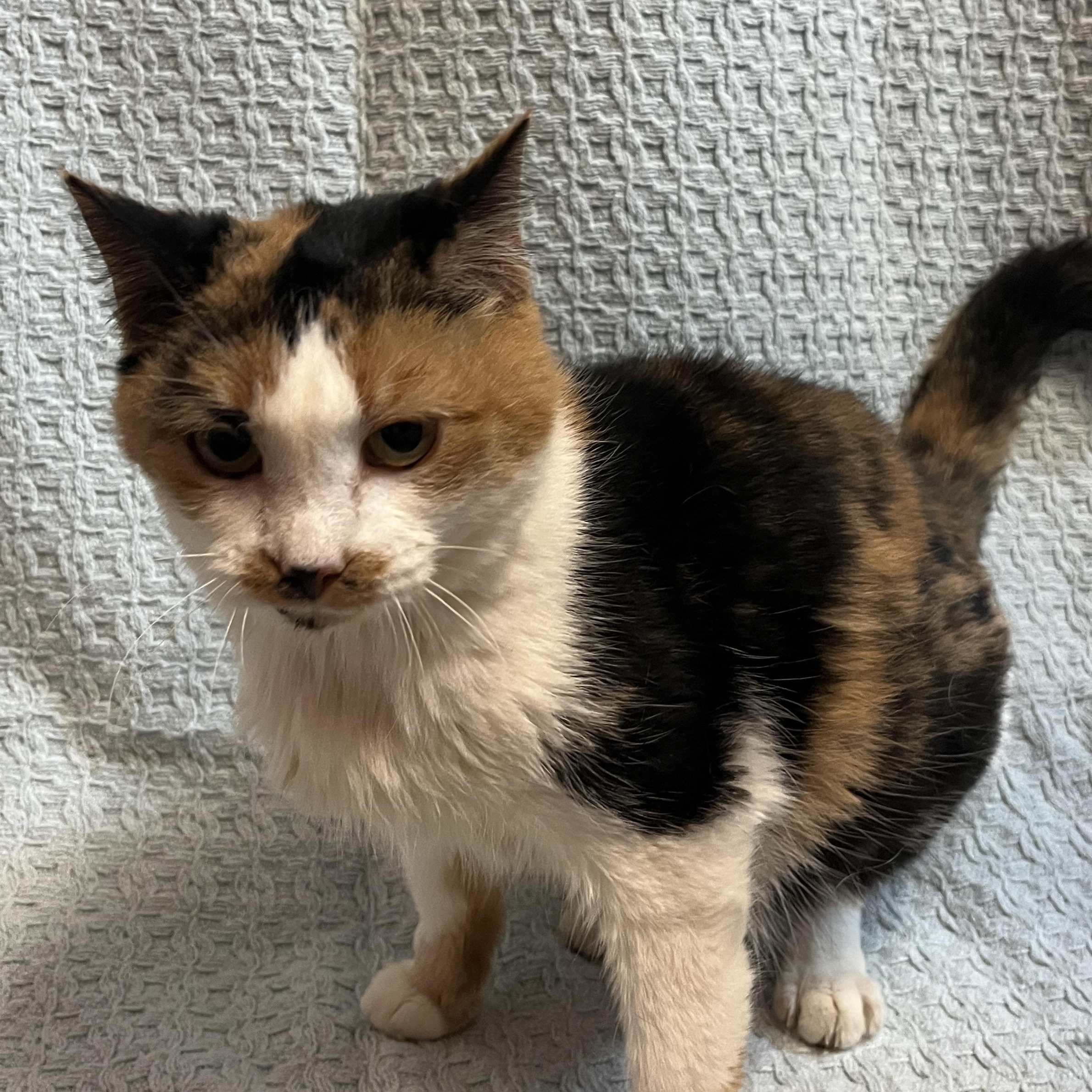Enlarge Robicheaux, a Adoptable Calico in McKenzie, TN image 4/6