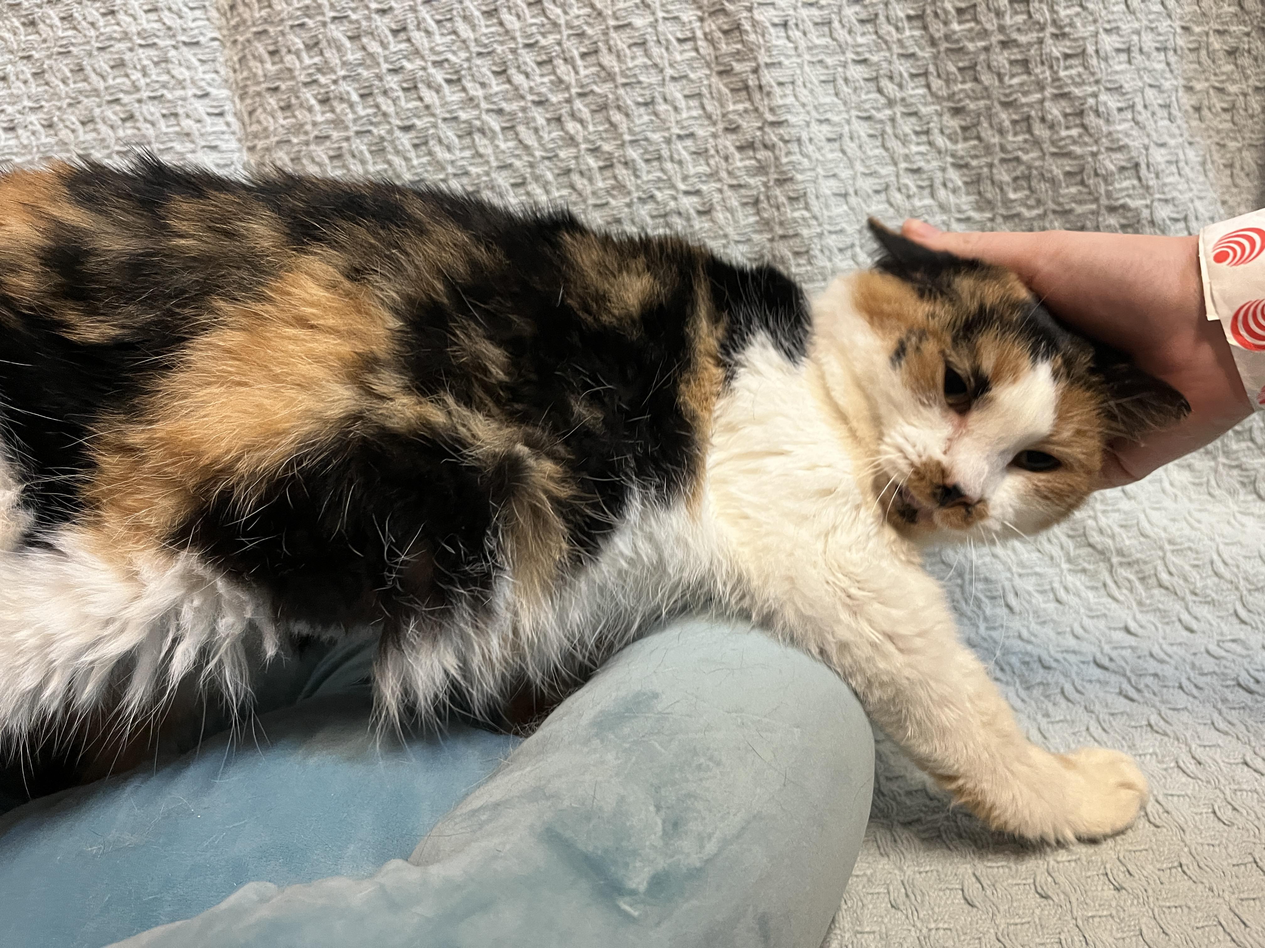 Enlarge Robicheaux, a Adoptable Calico in McKenzie, TN image 2/6