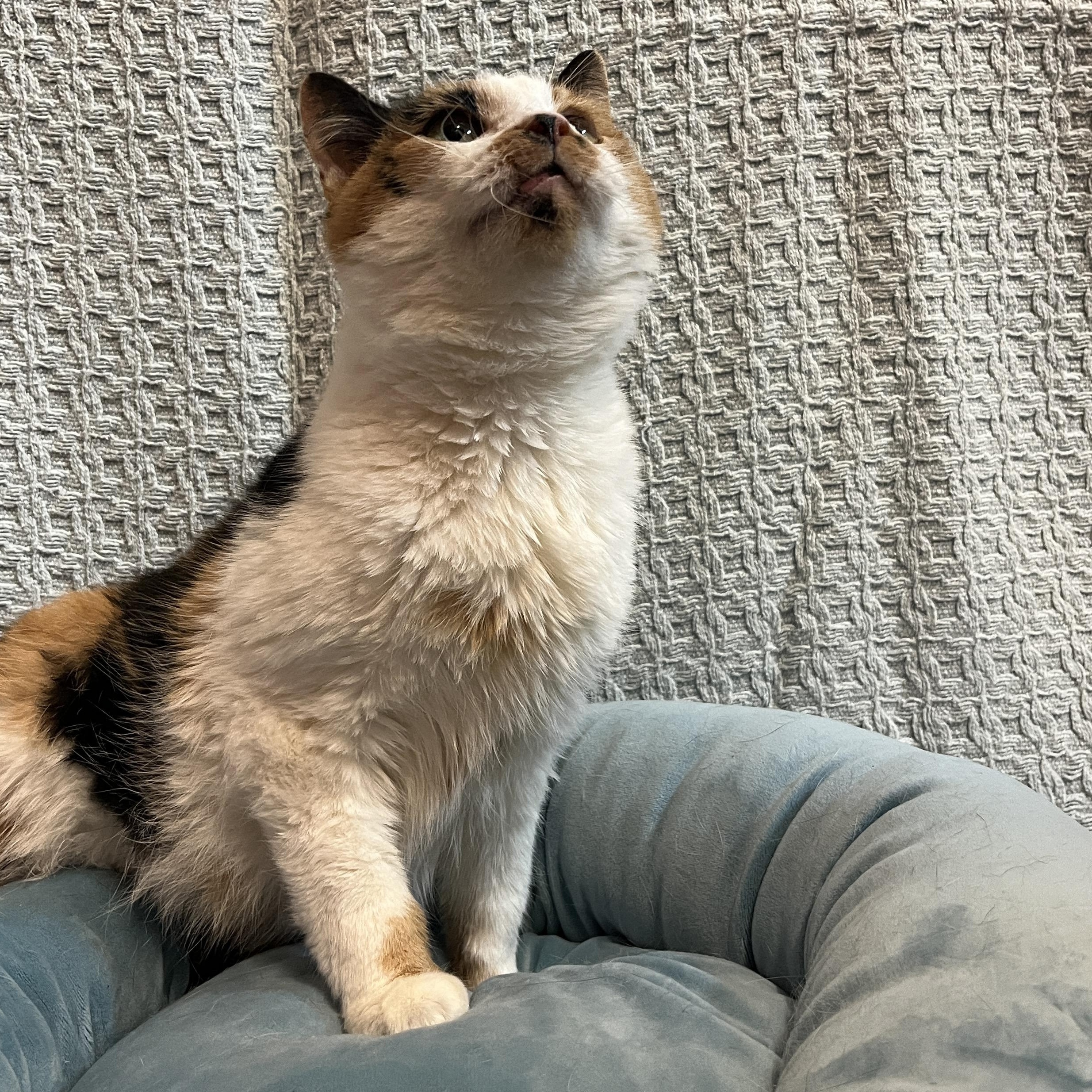 Enlarge Robicheaux, a Adoptable Calico in McKenzie, TN image 6/6