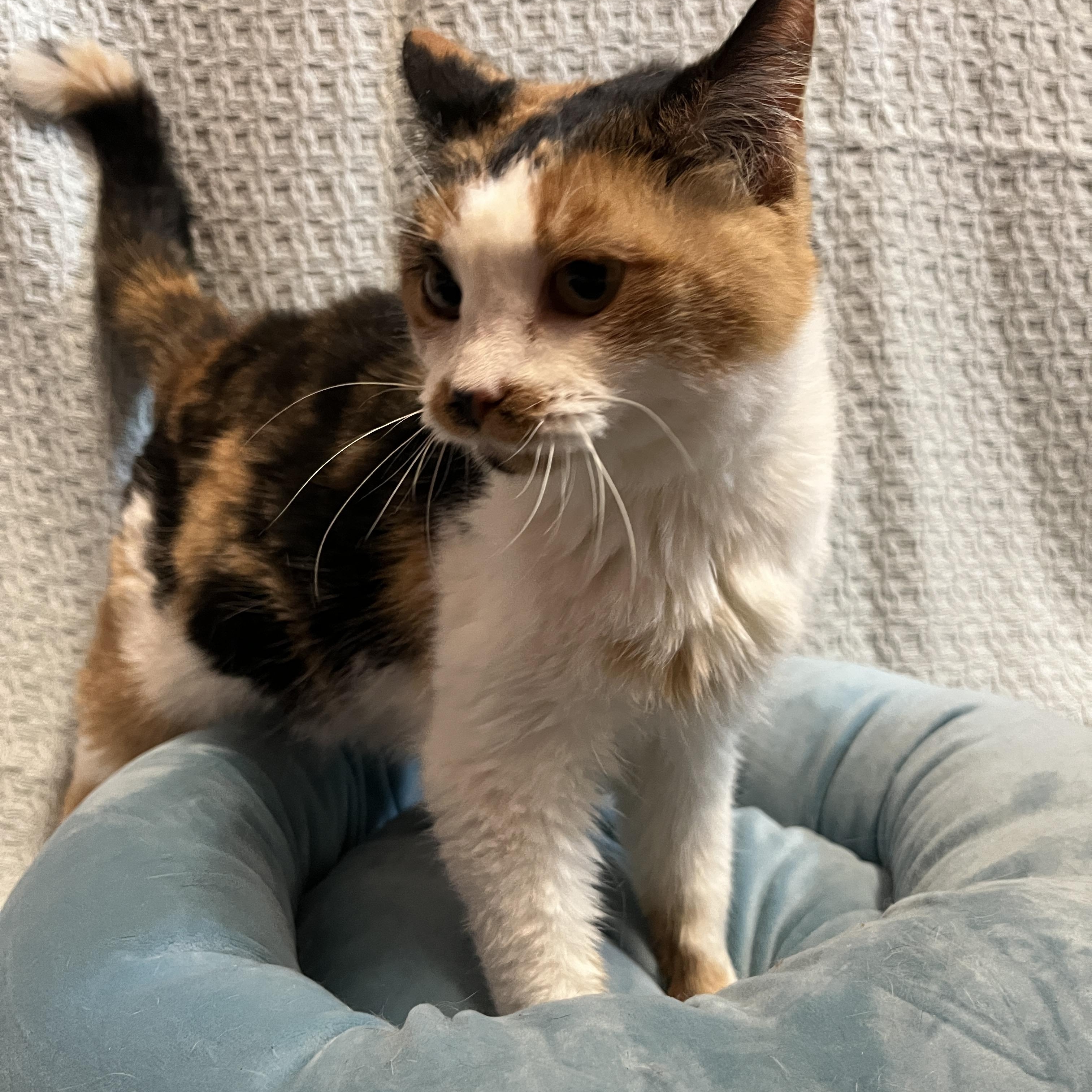 Enlarge Robicheaux, a Adoptable Calico in McKenzie, TN image 5/6