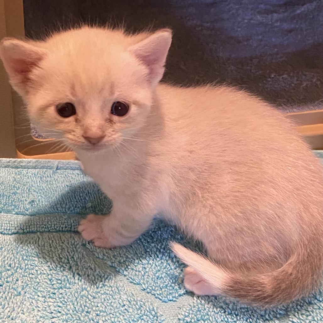Snowy, Adoptable, Kitten Male Domestic Short Hair.
