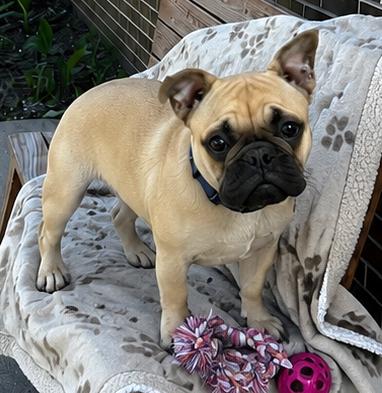 Scrappy, adopted, Puppy Male Pug.