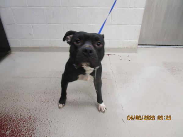 Enlarge Archer (407), a Adoptable mixed breed in Marietta, GA image 1/1