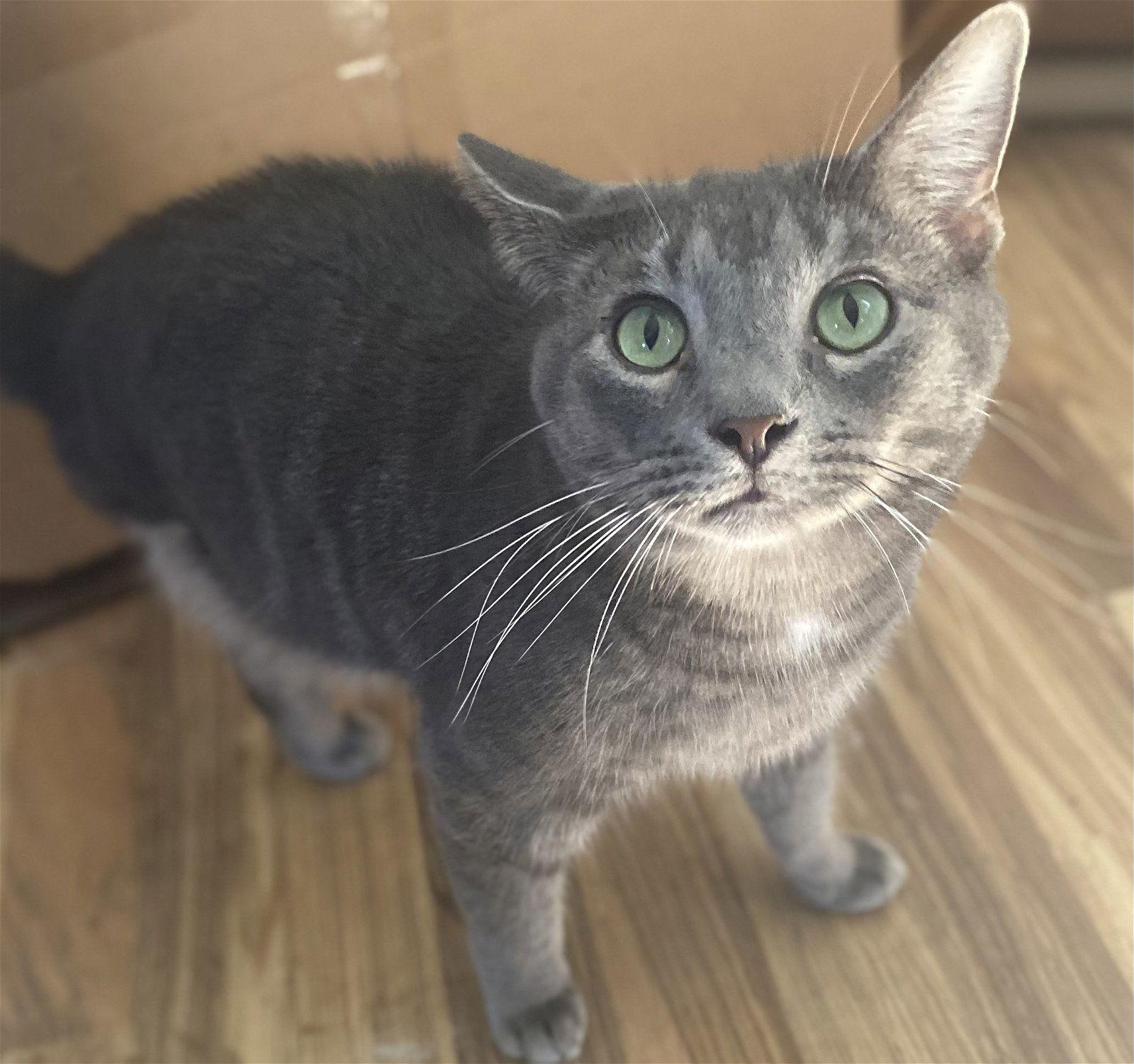 Taylor, Adoptable, Young Male Tabby.