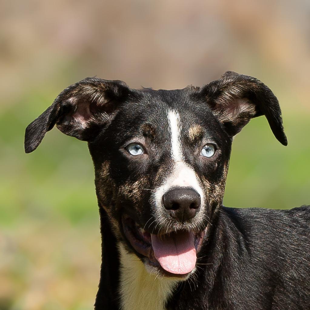 Waldo, Adoptable, Young Male Retriever.