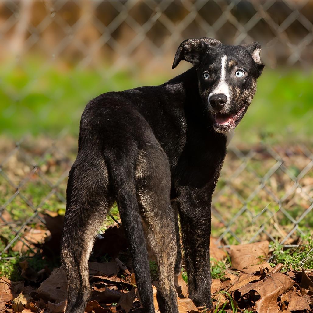 Waldo, a Adoptable mixed breed in Livingston, TX image 2/6