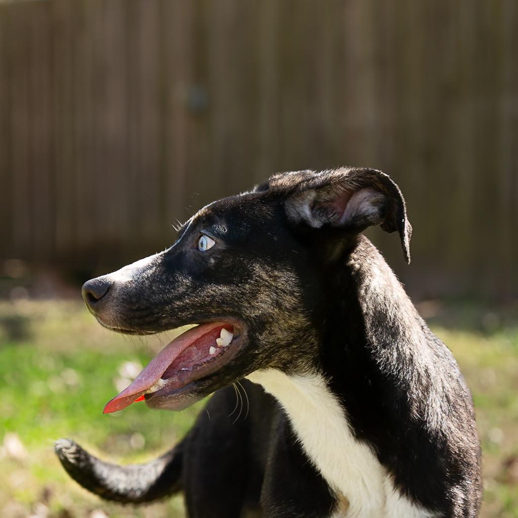 Waldo, a Adoptable mixed breed in Livingston, TX image 3/6