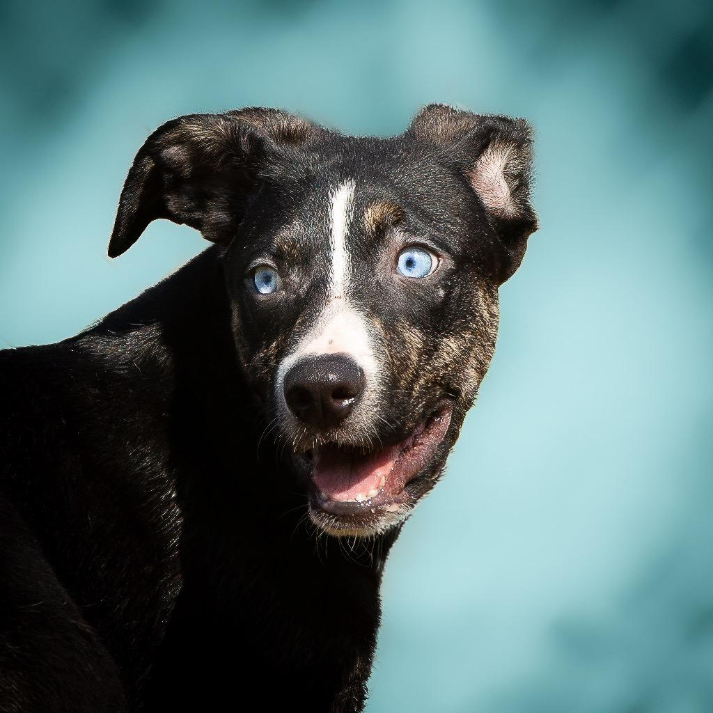 Waldo, a Adoptable mixed breed in Livingston, TX image 4/6
