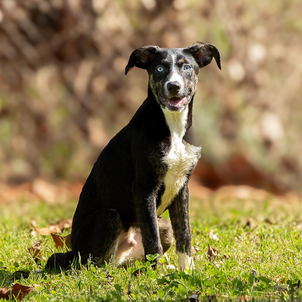 Waldo, a Adoptable mixed breed in Livingston, TX image 5/6