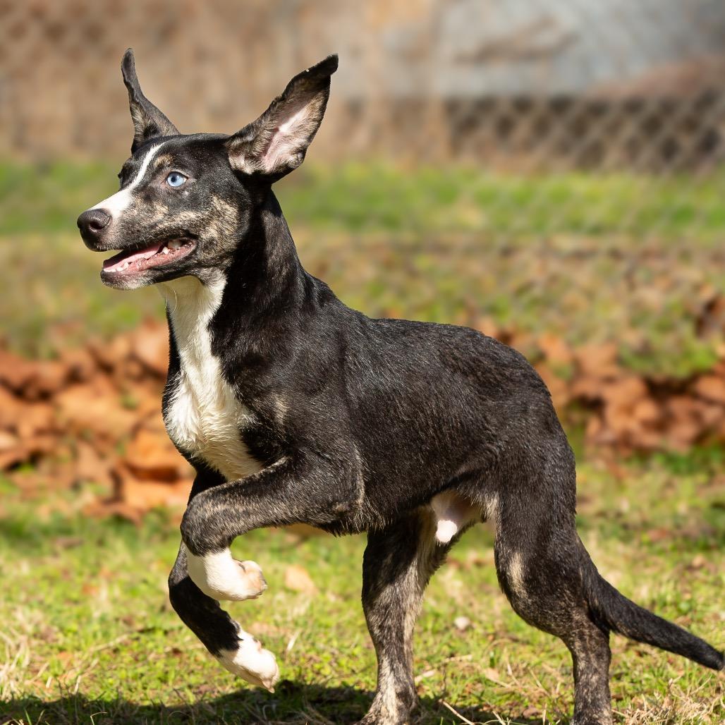 Waldo, a Adoptable mixed breed in Livingston, TX image 6/6