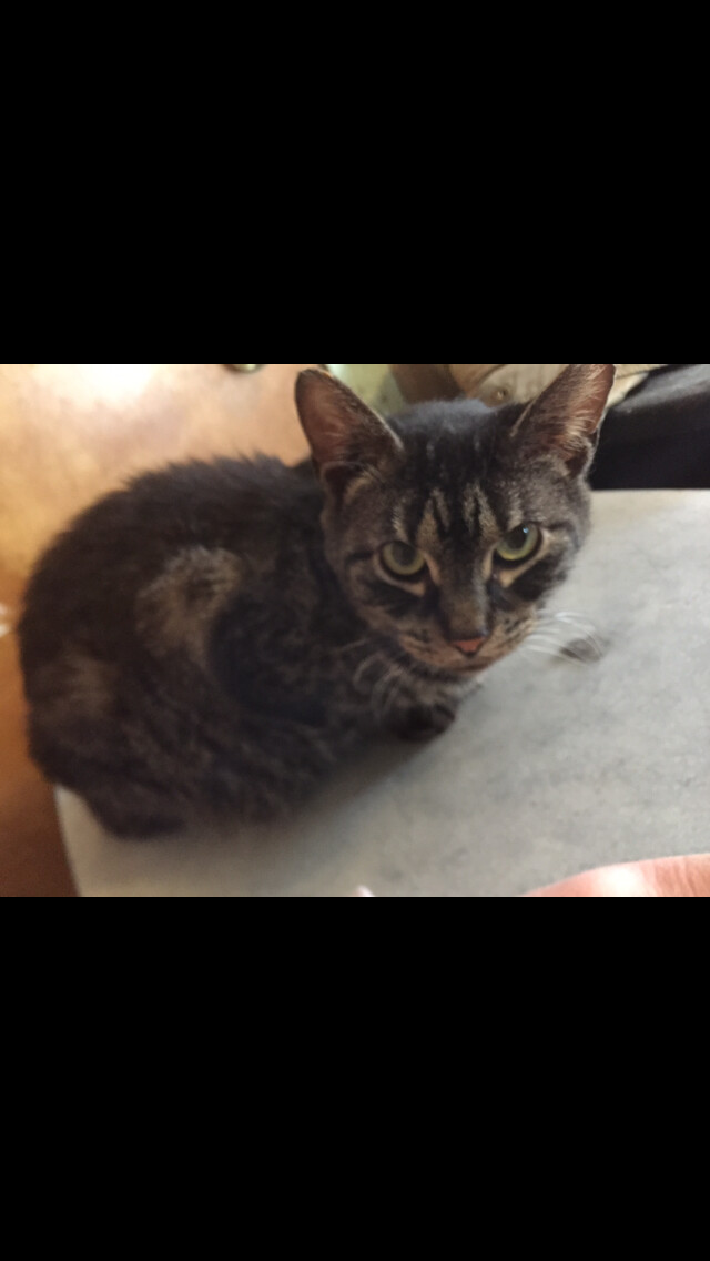 Lois, a Adoptable mixed breed in Olean , NY image 1/6