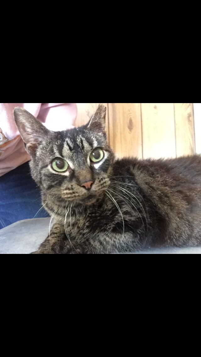 Lois, a Adoptable mixed breed in Olean , NY image 3/6