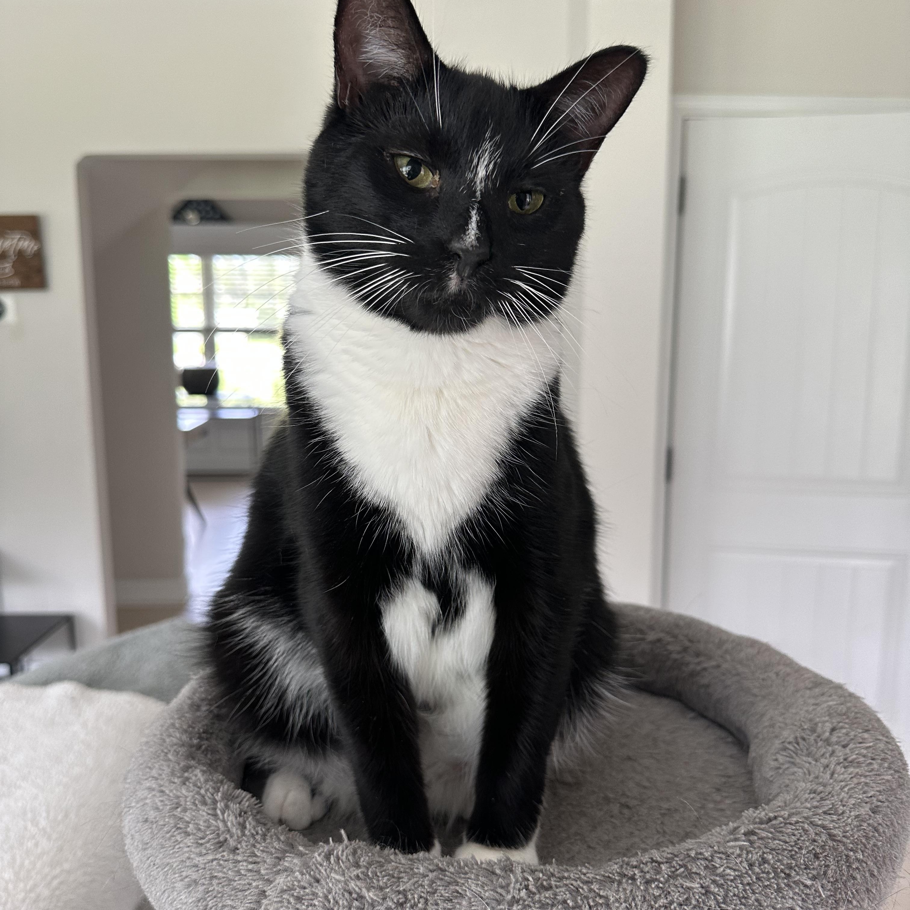 Enlarge Brucie, a Adoptable Domestic Short Hair in Savannah, GA image 3/5