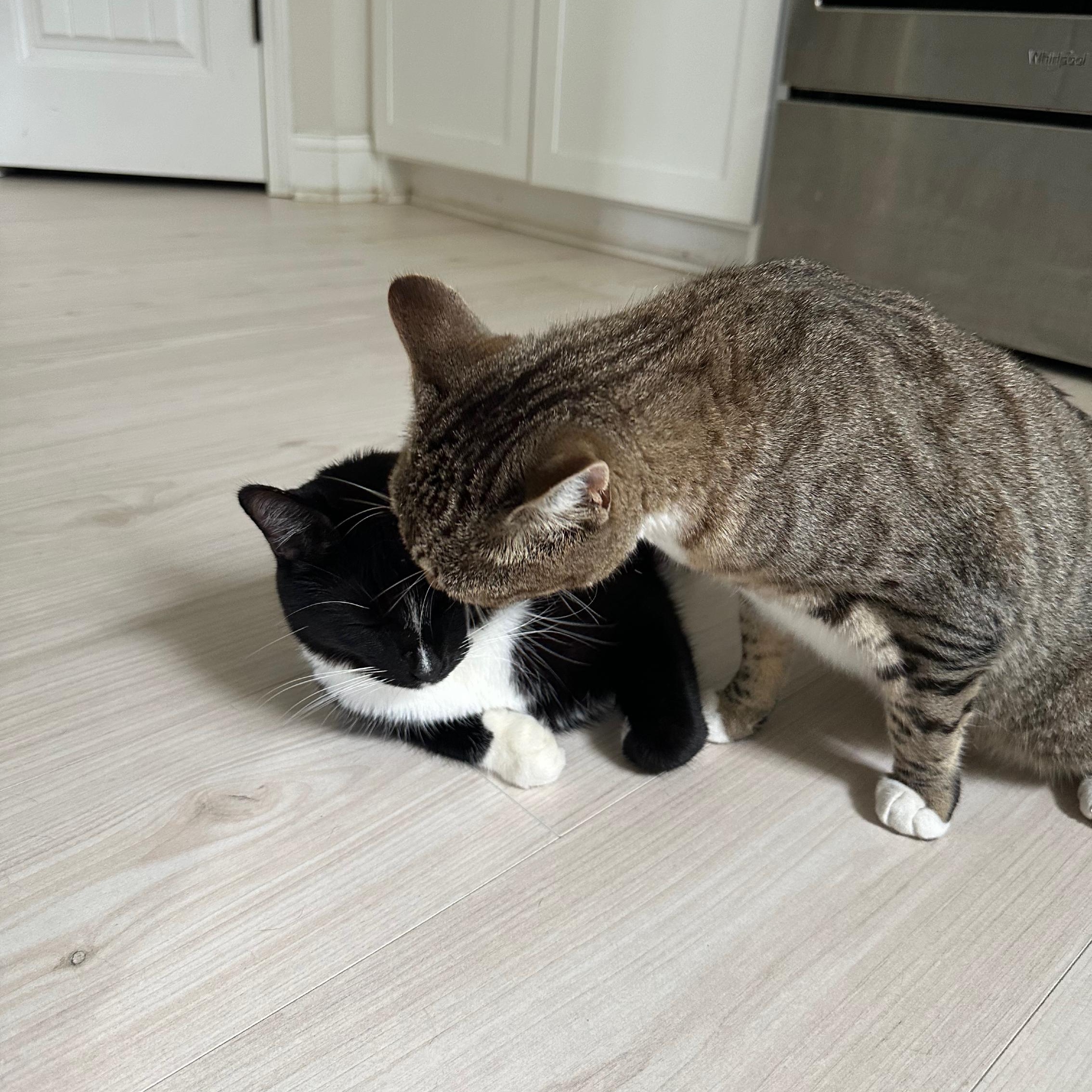 Enlarge Brucie, a Adoptable Domestic Short Hair in Savannah, GA image 4/5