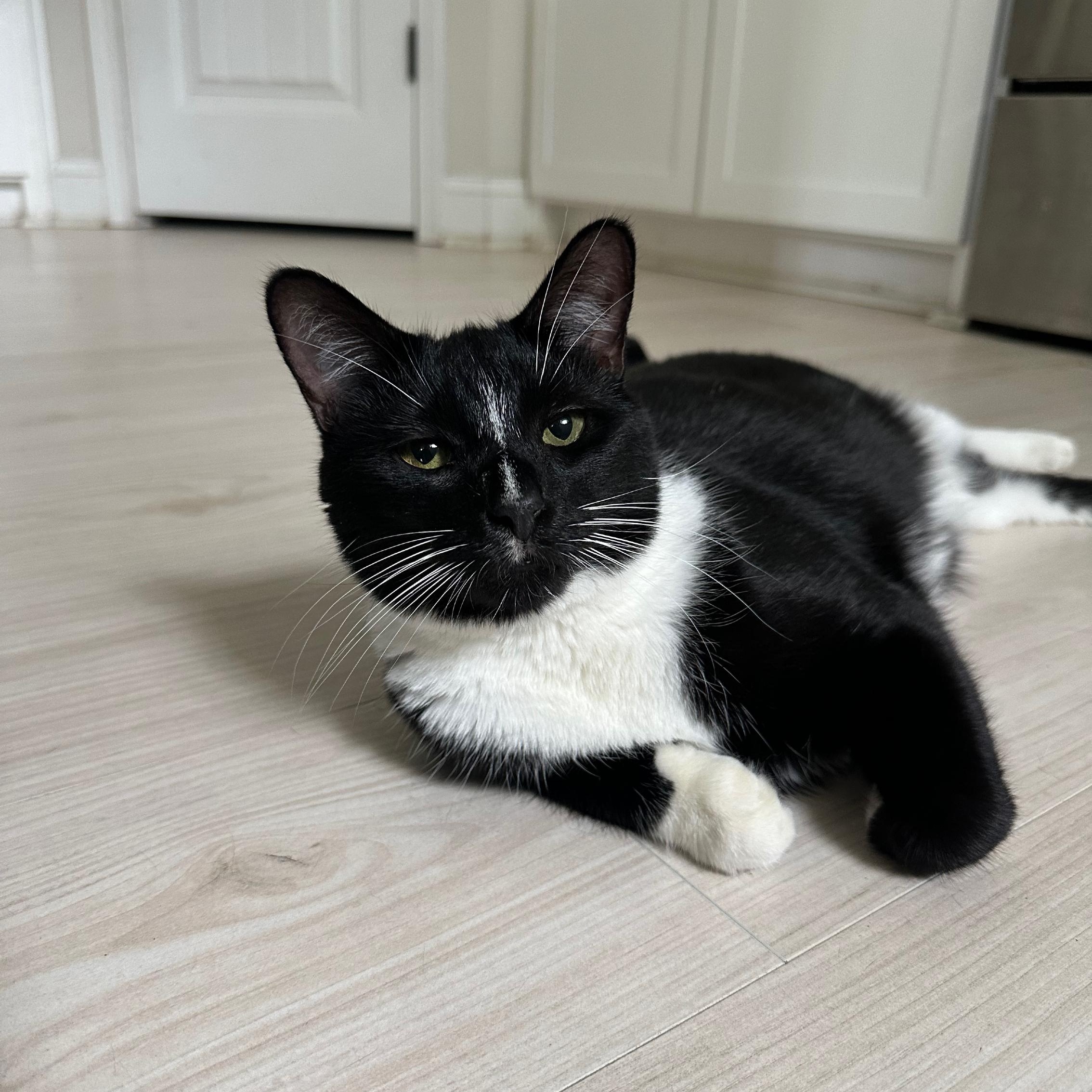 Enlarge Brucie, a Adoptable Domestic Short Hair in Savannah, GA image 2/5