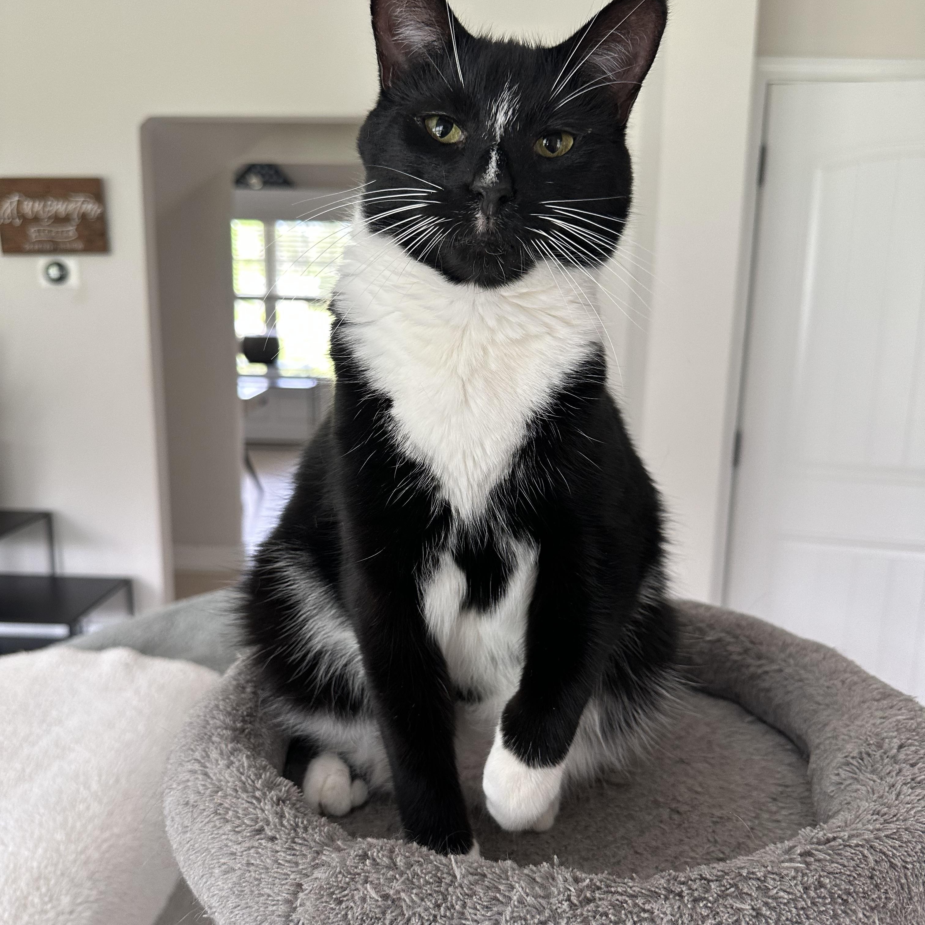 Brucie, Adoptable, Adult Male Domestic Short Hair.