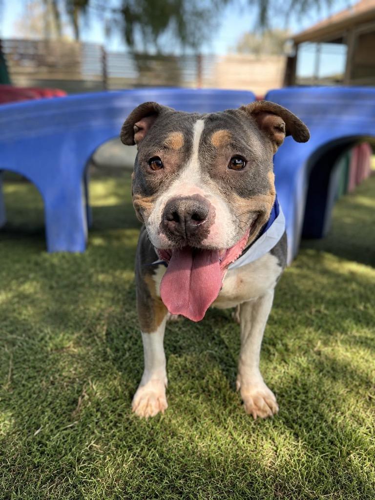 Enlarge Story, a Adoptable mixed breed in San Diego, CA image 1/3