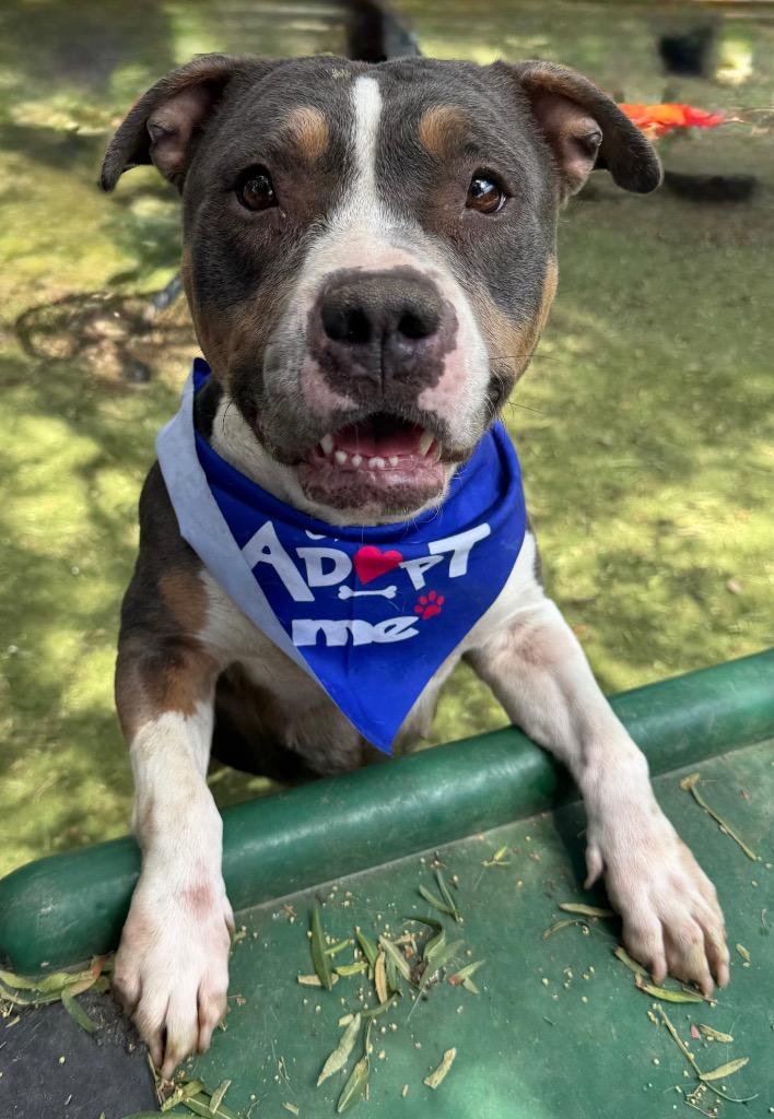 Enlarge Story, a Adoptable mixed breed in San Diego, CA image 2/3