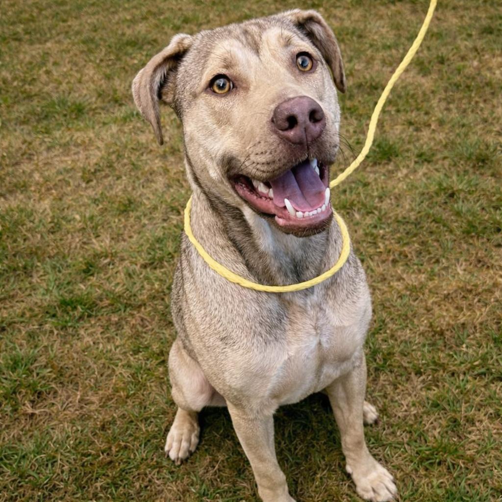Churro, Adoptable, Adult Female Mixed Breed.