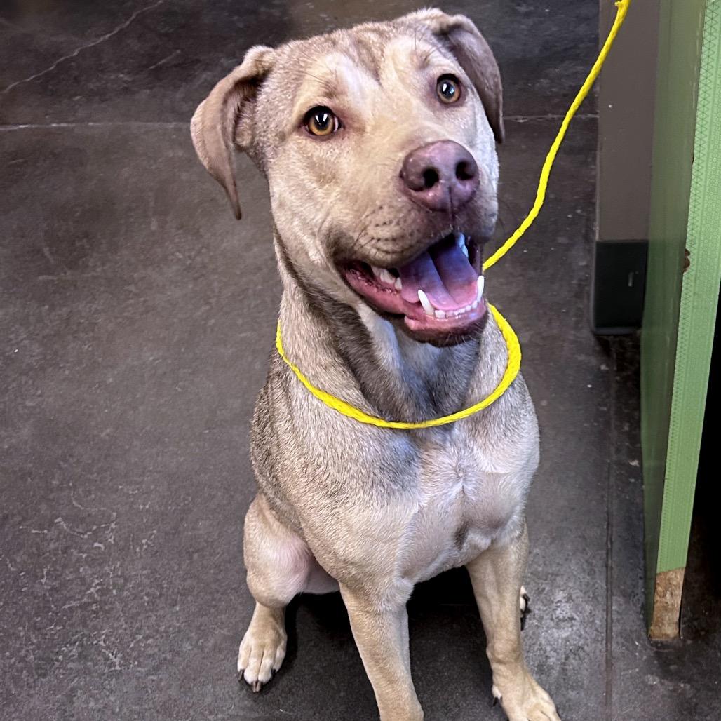 Enlarge Churro, a Adoptable Mixed Breed in Norman, OK image 2/4