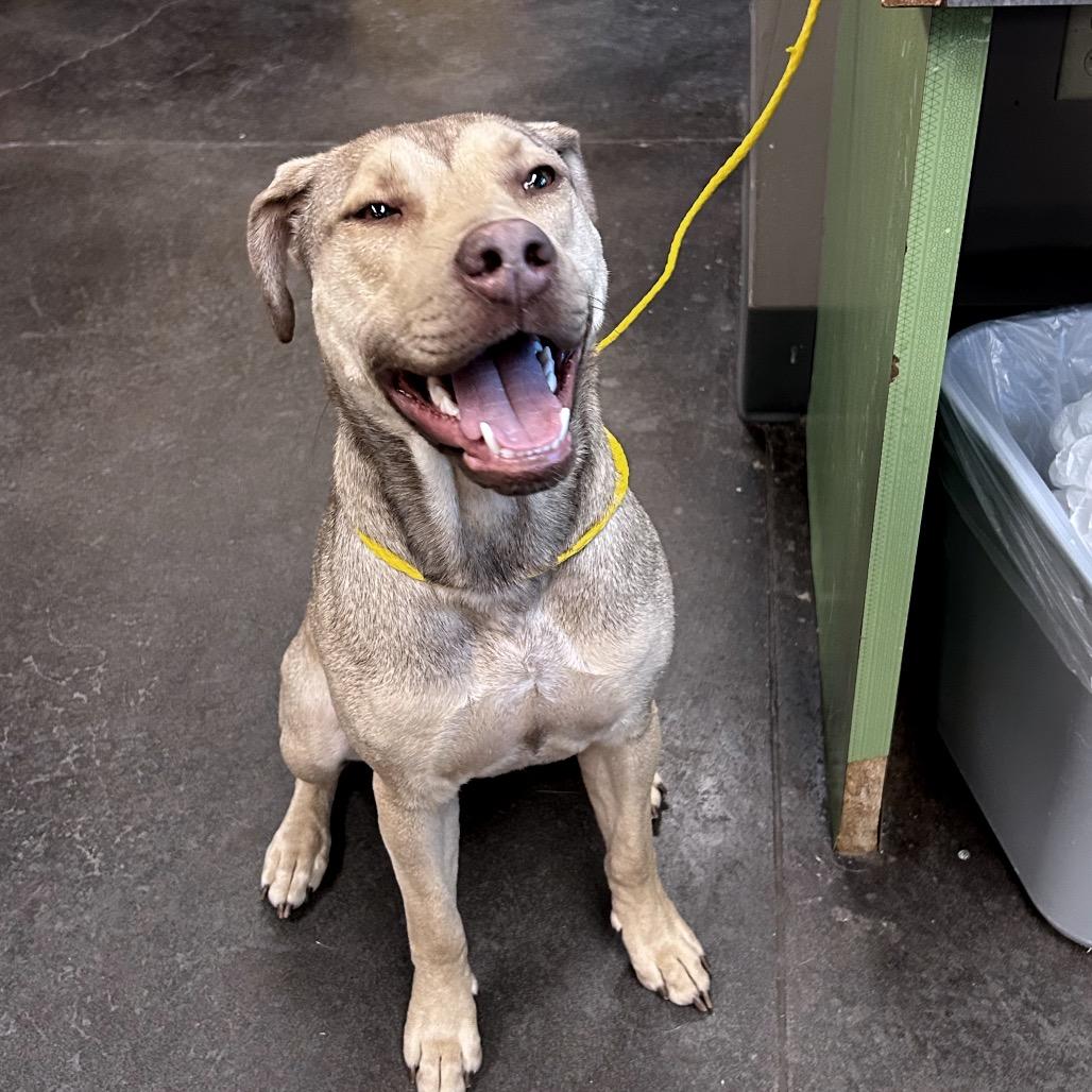 Enlarge Churro, a Adoptable Mixed Breed in Norman, OK image 3/4