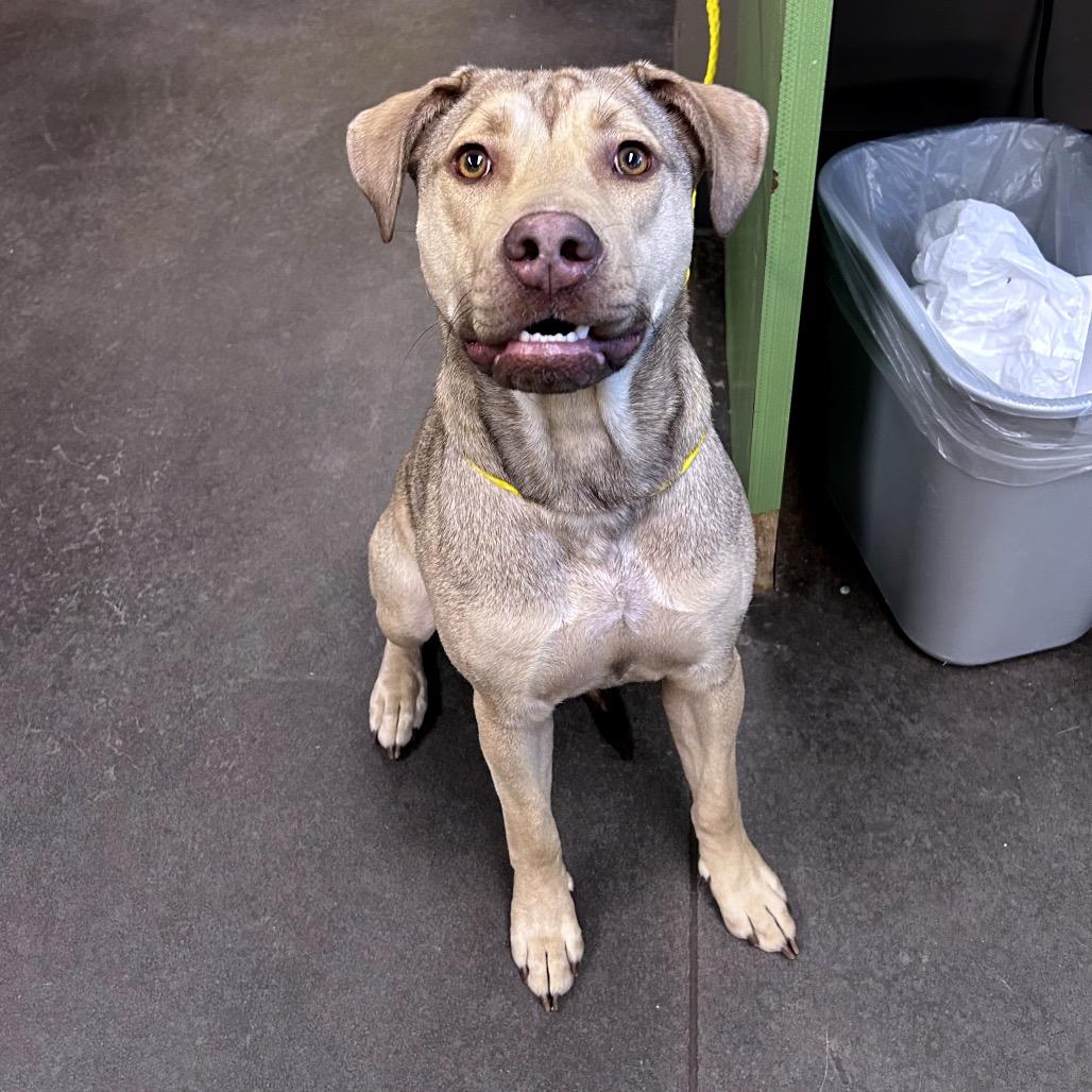 Enlarge Churro, a Adoptable Mixed Breed in Norman, OK image 4/4