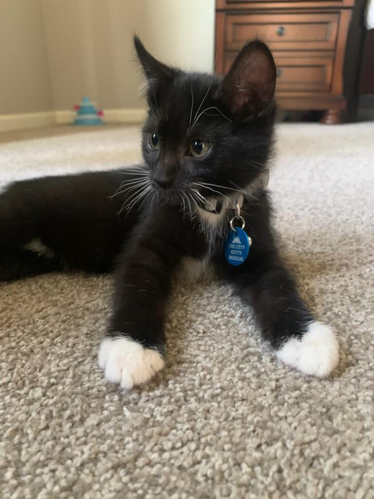 Enlarge County aka Ty, a ADOPTABLE Tuxedo in Pasco, WA image 4/4