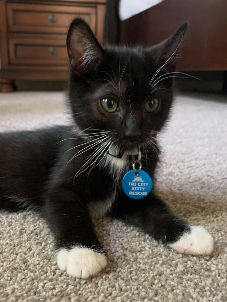 Enlarge County aka Ty, a ADOPTABLE Tuxedo in Pasco, WA image 2/4