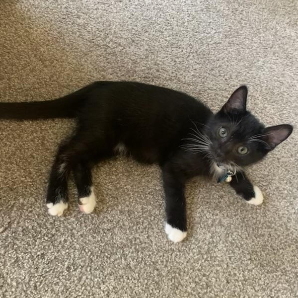 Enlarge County aka Ty, a ADOPTABLE Tuxedo in Pasco, WA image 3/4