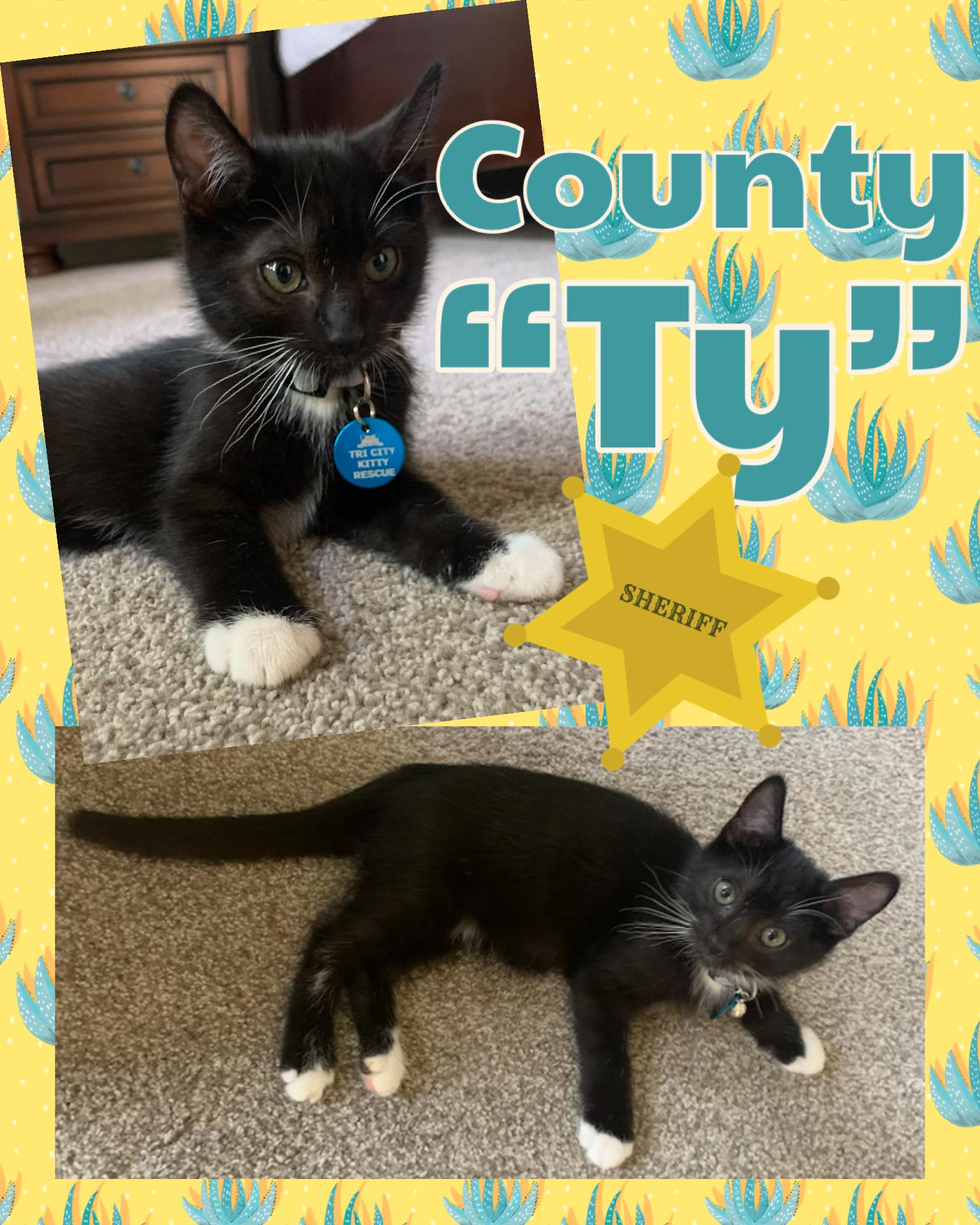 Enlarge County aka Ty, a ADOPTABLE Tuxedo in Pasco, WA image 1/4