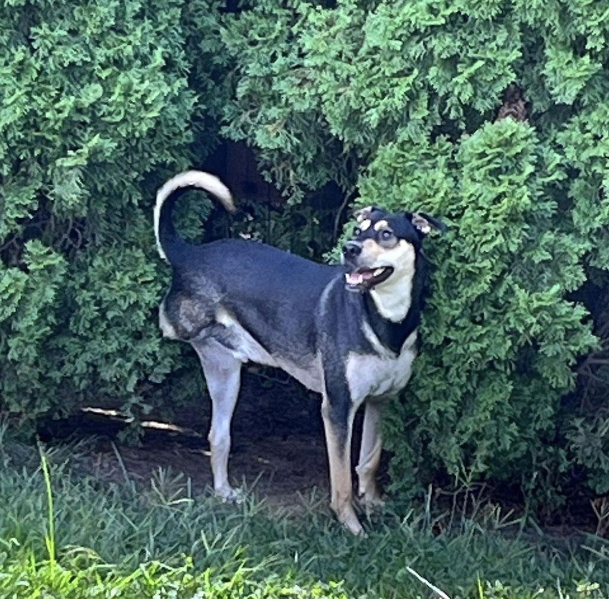 Kiko, Adoptable, Young Male Terrier.