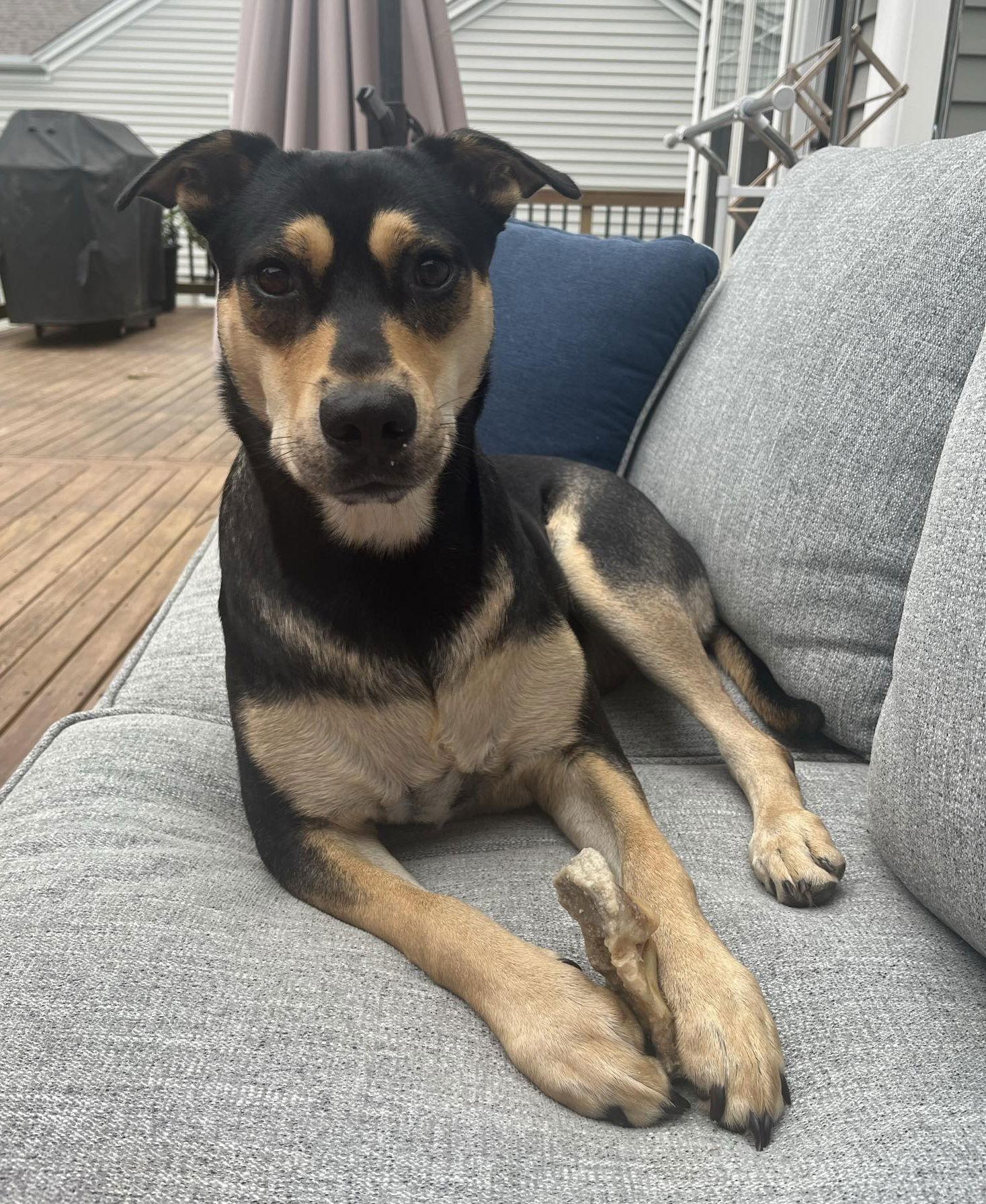 Kiko, Adoptable, Young Male Terrier.