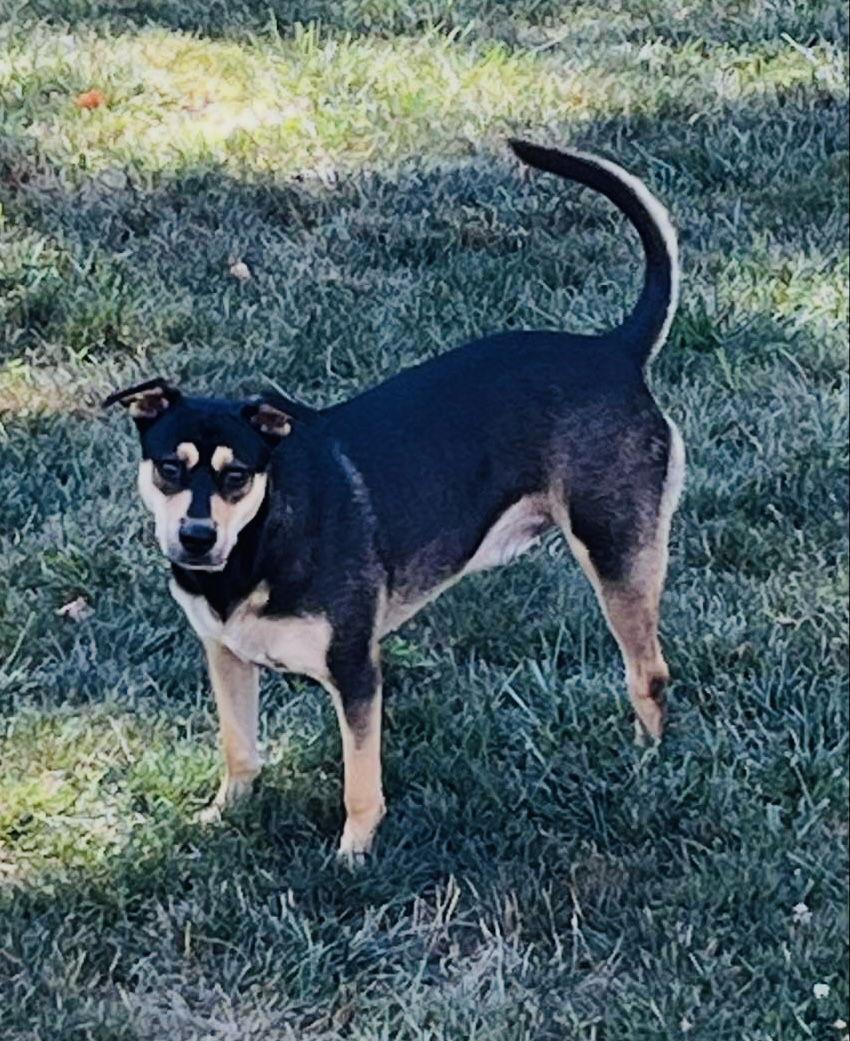 Enlarge Kiko, a Adoptable Terrier in Germantown, OH image 2/3